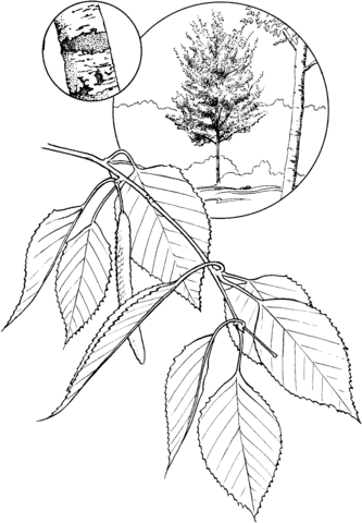 White Birch Coloring Page